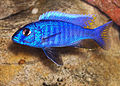 Sciaenochromis fryeri