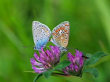 Mating