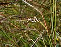 Heteropogon contortus