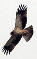 Pale phase Booted Eagle wintering in India