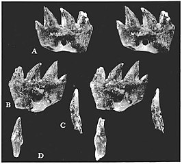 Ichthyoconodon