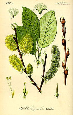 Salix caprea