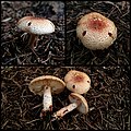 !!Lepiota ochraceofulva!!