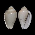 Marginella peelae f. beltmani False Bay, S. Africa