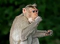 31. Jávai makákó (Macaca fascicularis) földimogyorót eszik az indiai Bengaluruban (javítás)/(csere)