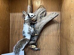 Pinto Bean taxidermy