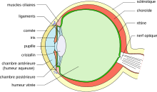 Schéma de l’œil humain