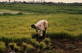 Image 31Rice farming in Rolako (from Sierra Leone)