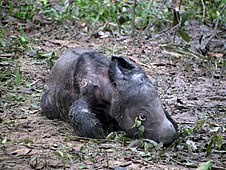 2012年6月，韦卡巴斯国家公园苏门犀保护区，人工放养的雌犀“拉图”（英文：Ratu）产下一头雄性幼崽，是东半球第一头、世界第五头人工繁育的苏门犀，後取名为“安达图”（英文：Andatu）。