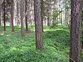 Lesser Periwinkle covers remains of medieval village of Svídna in a forest near Drnek. The settlement, deserted in early 16th century, belongs to prominent sites of Central-European medieval archaeology.