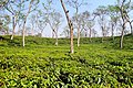 Image 3Sripur is a tourist spot in Bangladesh's Sylhet district. It is well known for its waterfalls, which span across the Bangladesh-India border. This picture features a tea garden in Sripur, Sylhet, Bangladesh Photo Credit: Moheen Reeyad