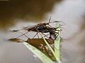 Wasserläufer bei der Paarung