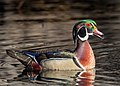 Image 42Wood duck drake vocalizing in Central Park