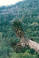 Yucca potosina