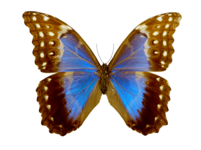 Морфо Дидиус, самка. Перу, г. Уануко. Авторская коллекция. Размах крыльев 13 см. В отличие от самцов, синий металлизированный окрас крыльев занимает меньшую площадь, окантовочные чёрные полосы широкие.