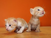 Twee rode cyperkittens van 17 dagen oud, waarbij de ogen net twee dagen open zijn