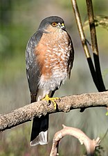 Amerikoansche sperwer (Accipiter striatus)