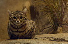 Un Chat à pieds noirs du zoo de Brookfield.