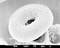 Coccolithus pelagicus