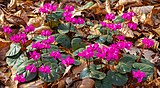 Cyclamen coum tussen afgevallen blad.