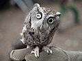 Image 93Rehabilitated eastern screech owl