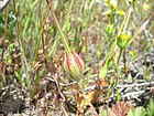 California macrophylla