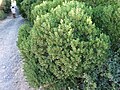 Euclea racemosa used for roadside hedging.