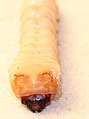 Image 26Larva of beetle, family Cerambycidae, showing sclerotised epicranium; rest of body hardly sclerotised (from Insect morphology)