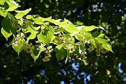 Parastā liepa (Tilia cordata)