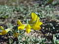 Hornklee (Lotus creticus)