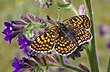 Melitaea cinxia