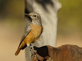 Monticola brevipes