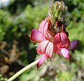 Trivialname (Hedysarum coronarium)