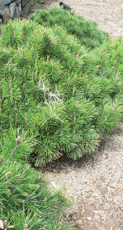 kalnu priede (Pinus mugo)