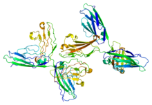 Protein NCAM1 PDB 1epf.png