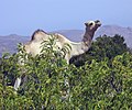 Image 4A camel peering over the leafier portions of Cal Madow, a mountain range in Somalia