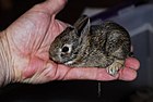 Sylvilagus aquaticus Bataqlıq adadovşanı (Juvenile)