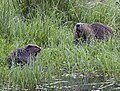 Castori vicino al fiume