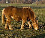 Cheval lourd de race comtoise.