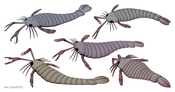 Pterygotidae
