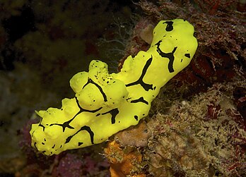 Un nudibranche de l'espèce Aegires gardineri, habitant des zones récifales externes de l'Indomalais et de l'Australasien. (définition réelle 2 000 × 1 442)