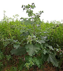 Arctium lappa (greater burdock)