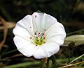 Convolvulus arvensis, Dehesa Boyal de Puertollano