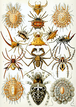 Представники павукоподібних