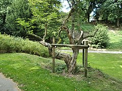 Gehölz im Dendrologischen Garten