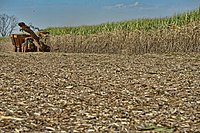 Sugarcane in Bahia