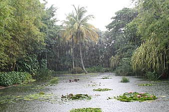 L'étang aux nénuphars du jardin botanique de Deshaies.