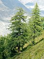 Image 51European larch (Larix decidua), a coniferous tree which is also deciduous (from Tree)