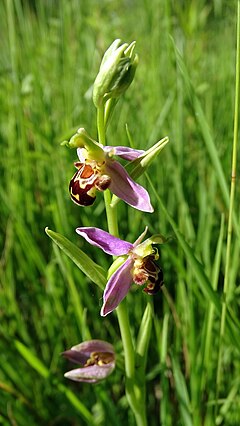 Description de l'image Ophrys apifera 25.jpg.
