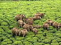 Wild elephants grazing in a tea estate in O' Valley